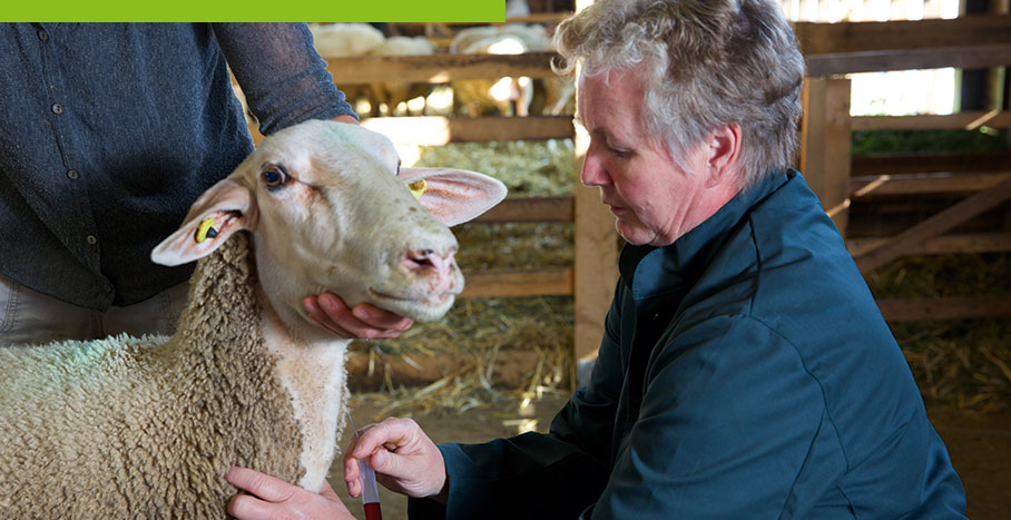 Tierärztin behandelt Schaf